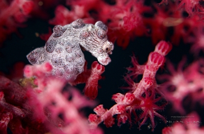 Philippines 2023 - Anilao - DSC07114 Pygmy seahorse  Hippocampe pygmee  Hippocampus bargibanti